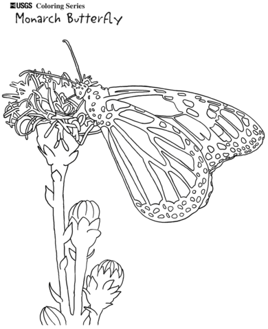 Monarch Butterfly Coloring Page